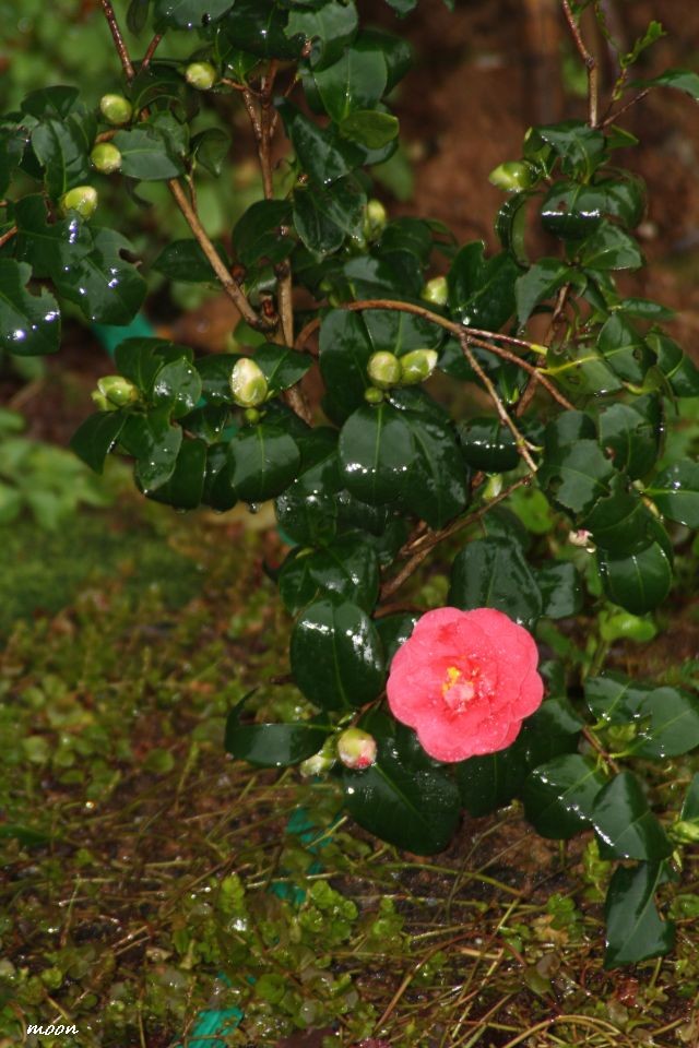 camellia